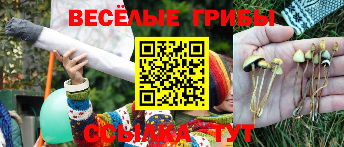 Галлюциногенные грибы Psilocybe Вязьма